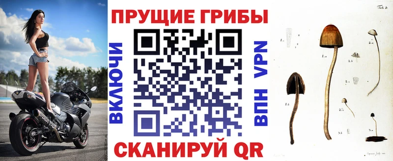 Псилоцибиновые грибы Cubensis  Усмань 